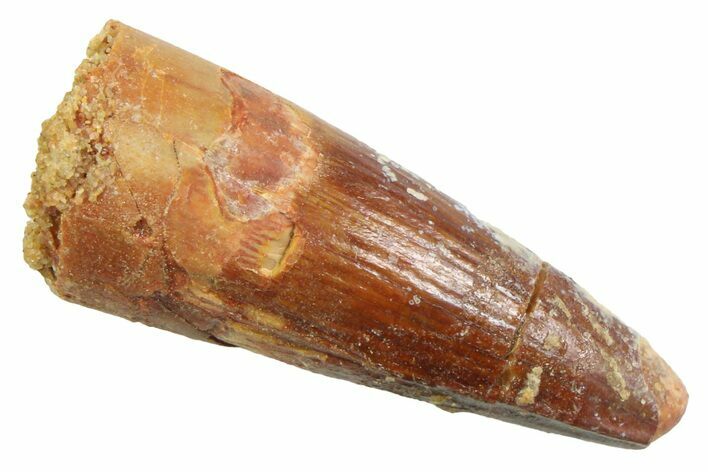 Juvenile Fossil Spinosaurus Tooth - Real Dinosaur Tooth #354841